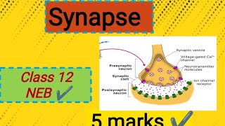 Synapse  Class 12 zoology  NEB 2081 [upl. by Samella]