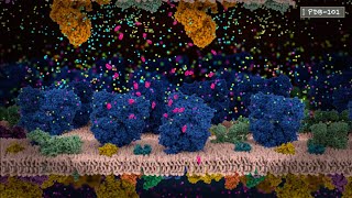 How Neurons Communicate An Introduction to Neurotransmission and Action Potential from PDB101 [upl. by Airdnahc]