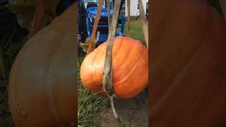 Giant Pumpkin 🎃 Weigh Off [upl. by Terrena]