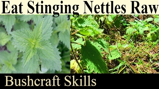 How To Eat Raw Stinging Nettles  Bushcraft Foraging Skills For Survival And Prepping [upl. by Ralaigh170]