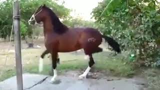 Cavalo mineiro dançando Catira  Isto é incrível [upl. by Gladine]