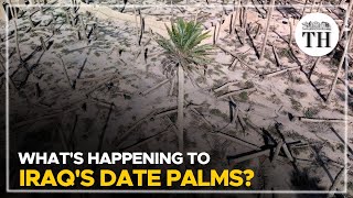 Whats happening to Iraqs date palms  The Hindu [upl. by Sulohcin]