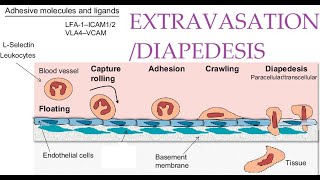 L36 Extravasation Diapedesis Understanding the Molecular Mechanisms Part 1 [upl. by Nimsay]