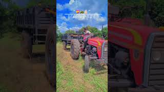 MASSEY 5245 trendingshorts tractorvideo likeandsubscribe maharashtra dailyshorts army [upl. by Ialohcin]