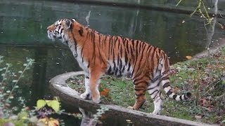 Tiger Paarung  Parung Bei Tieren  Paarung der Tiere [upl. by Hazelton]