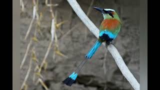 Turquoisebrowed Motmot pictures sound  call and voice🔊 volcanoofbeauty5481 [upl. by Kreiner]