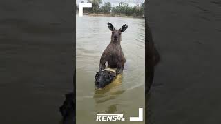 Australian man fights kangaroo drowning his dog [upl. by Attenoj]