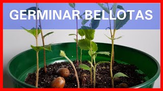 Germinar Bellotas Rápido  Cómo Plantar un Roble  Plantar o sembrar bellotas  Germinar Bellota [upl. by Elok]