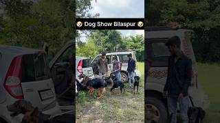 Dog Show Bilaspur dogshow doglover petlover bilaspur shorts [upl. by Sola]