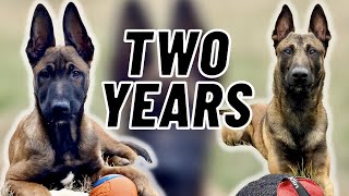 Training My MALINOIS TWO YEARS in FOUR MINUTES [upl. by Elgar]