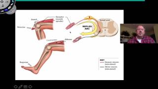 Spinal Reflexes [upl. by Frissell]