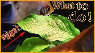 What to do when your angelfish lay eggs [upl. by Wheaton647]