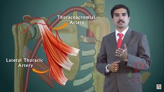 AXILLARY ARTERY ANATOMY ANIMATED LECTURE [upl. by Esyak]