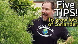 5 Tips How to Grow a Ton of Coriander or Cilantro in ContainerGarden Bed [upl. by Ert]