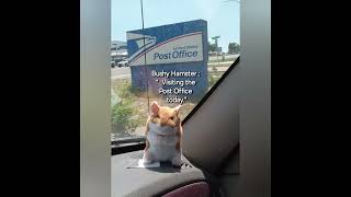 DC2 Weather Cat and Friends Colorado USA Sunday June 30 2024 Hamster Post Office Run [upl. by Ylagam]