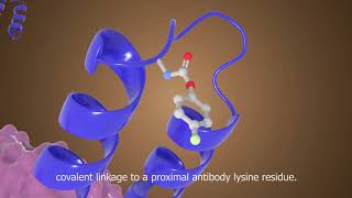 ProximityInduced SiteSpecific Antibody Conjugation Han Xiao [upl. by Esnahc]