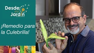 Desde Mi Jardín  Remedio para la Culebrilla [upl. by Toile]