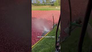 Why Are Cranberries Harvested in Water [upl. by Annovaj]