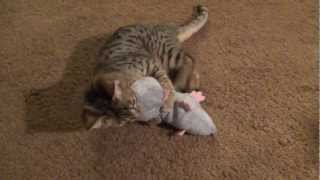 savannah kitten killing rat [upl. by Oina63]