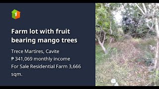 Farm lot with fruit bearing mango trees [upl. by Sparhawk251]