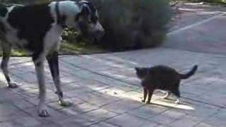 Cat vs Great Dane [upl. by Drye268]