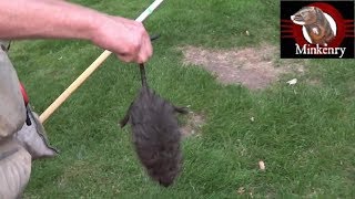 Rat and Muskrat Pest Control At The Park [upl. by Manville]