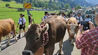 Viehscheid 2023 Schöllang  Gutenalpe [upl. by Witha735]