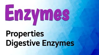 Enzymes properties  Digestive Enzymes [upl. by Collie802]