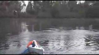 manatee mating behaviour [upl. by Schreib70]