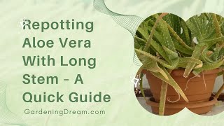 Repotting Aloe Vera With Long Stem – A Quick Guide [upl. by Allard]