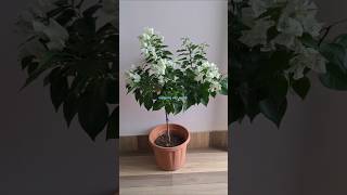 How to make Bougainvillea Plant Bushy  Beautiful Bougainvillea for Balcony shorts trending yt [upl. by Enymzaj102]