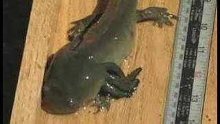 Sonoran Tiger Salamander [upl. by Prady465]