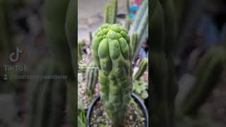 Trichocereus tips after the rain trichocereus cactus plants garden cacti gardening plants [upl. by Portia855]