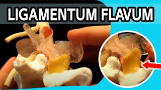 Ligamentum Flavum  The FIRST Dynamic Ligamentum Flavum Ever To Be Produced [upl. by Zennie]