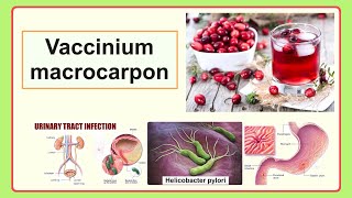 Vaccinium macrocarpon [upl. by Einreb]