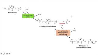 Coenzyme A CoA Biosynthesis Pathway and Vitamin B5 [upl. by Lamak]