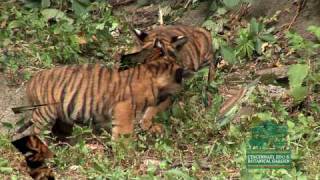 Baby Tigers PlayingCincinnati Zoo [upl. by Cirtap]