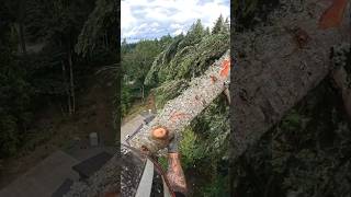 Hemlock removal shorts treeremoval arborist professional treeclimber stihl chainsaw gopro [upl. by Matelda]