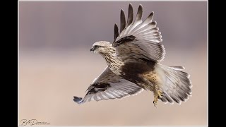 Roughlegged Hawk [upl. by Pauiie734]