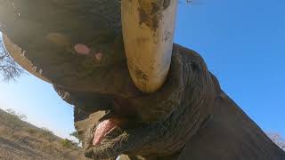 Elephant Interaction  Jabulani Safari [upl. by Jone]