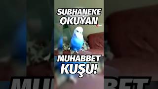 Subhaneke duâsını okuyan muhabbet kuşu gündem oldu subhaneke muhabbetkuşu haber gündem kuş [upl. by Hulbig804]