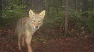 LargestEver CameraTrap Research of Michigan Wildlife [upl. by Frants]