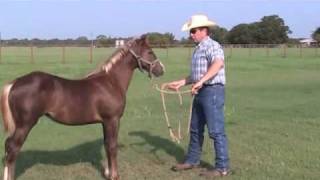 How to Halter Train Your Weanling 5 [upl. by Tiler206]