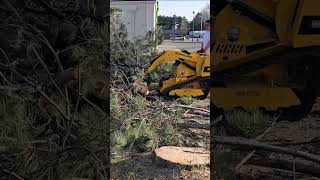 Taking Down Trees amp Cleaning Up with Mini Skid Steer amp Dump Trailer [upl. by Mimajneb]