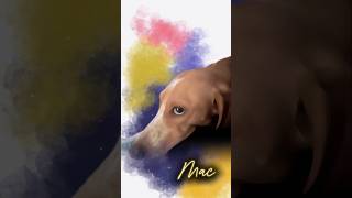 🖼️ dog 🐶 daschund puppy art painting water funny fyp colors doglover [upl. by Eilrebma997]