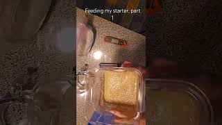 Feeding my starter part 1Sourdough fromscratch ryeflour howto [upl. by Kerred]