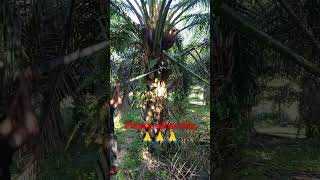 Malaysia palm oil bagan video [upl. by Ahtibat435]