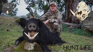 One of my best boars to date And a sow with the biggest teeth I’ve seen [upl. by Drogin]