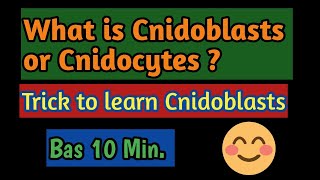 PhylumCoelentrata What is the function of Cnidoblasts Meaning of Cnidoblasts what is Cnidocytes [upl. by Thorne]