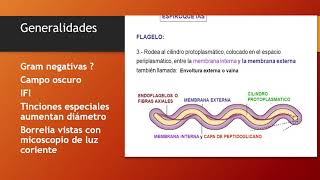 Clase 30 Treponema pallidum [upl. by Sari]